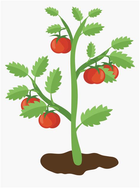 Tomato Plant Png - Tomato Plant Clipart Transparent, Png Download , Transparent Png Image - PNGitem