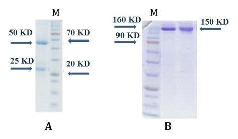 Sds Page Results For Purity Determination Of Purified Human Igg A