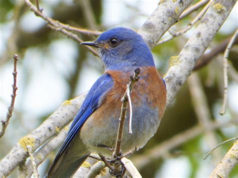 Geotrippers California Birds Western Bluebirds Continue As One Of The