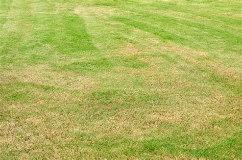 How To Get Rid Of Brown Spots In Your Lawn