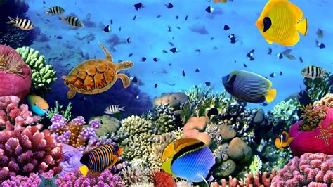 Download A Colorful Coral Reef With Many Fish And Turtles | Wallpapers.com