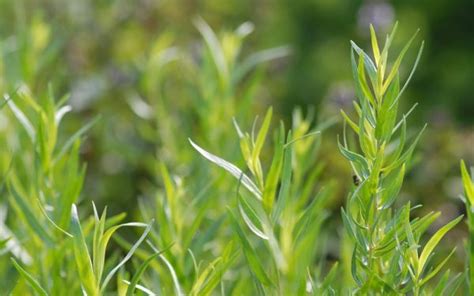 Artemisia dracunculus var sativus Französischer Estragon