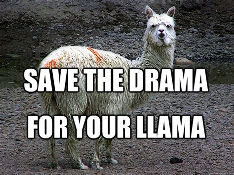 Llama Drama memes | quickmeme