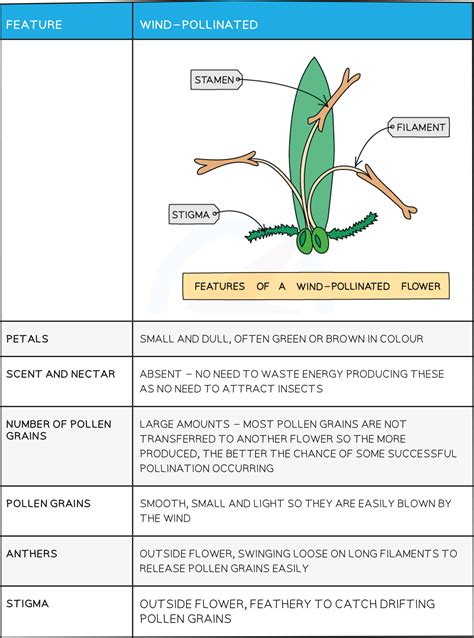 Edexcel Igcse Biology 复习笔记 3 1 2 Sexual Reproduction In Flowering