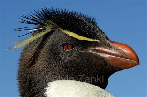 Felsenpinguin Eudyptes Chrysocome Rockhopper Penguin Eudyptes