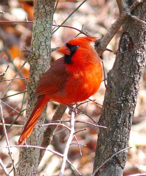 Northern Cardinal Cardinalis Cardinalis Wiki Display Full Image