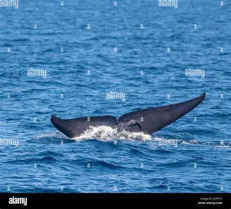 A blue whale showing its fluke just before it took a deep dive; blue ...