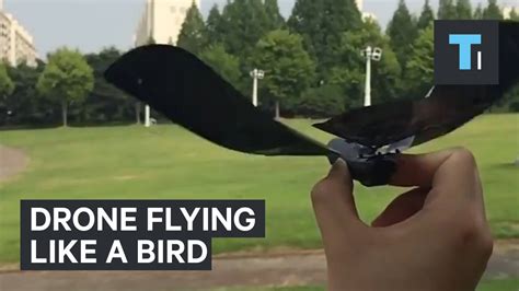 This Drone Looks And Flies Just Like A Bird Youtube