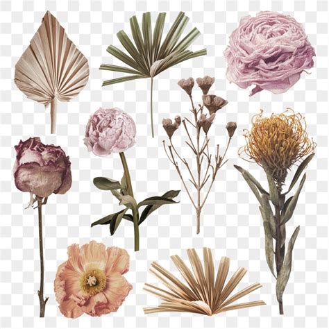 Dried Flower Png Sticker Transparent Premium Png Rawpixel