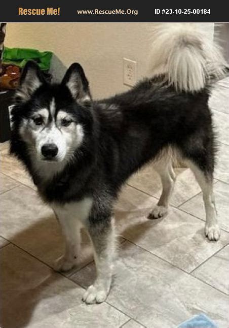 Adopt Siberian Husky Rescue New Smyrna Beach Fl