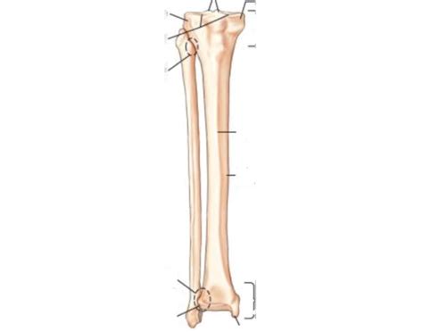 AP view of tib-fib anatomy Quiz