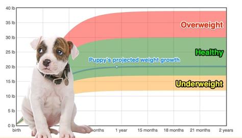 American Bulldog Weightgrowth Chart 2024 How Heavy Will My American