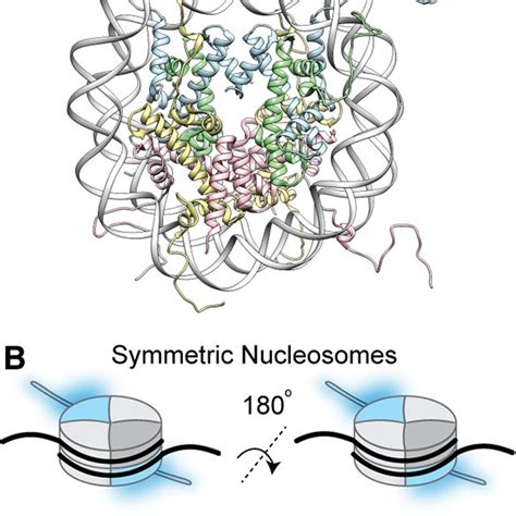 Structure And Symmetry Of Nucleosomes A Crystal Structure Pdb Kx