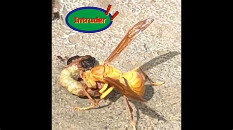 Yellow Paper Wasp Eating Its Prey Eating Caterpillar Honey Bee Youtube