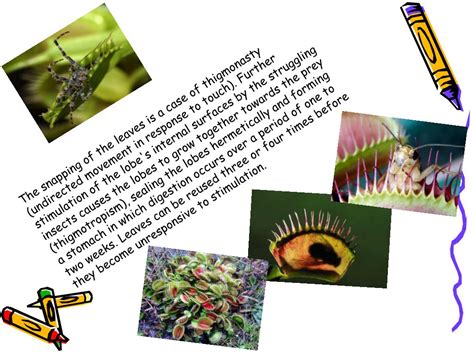 Ppt Carnivorous Plants Powerpoint Presentation Free Download Id