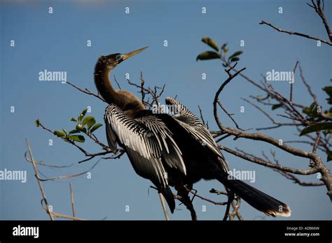 Anhinga or snake bird Protected species in the USA Stock Photo - Alamy