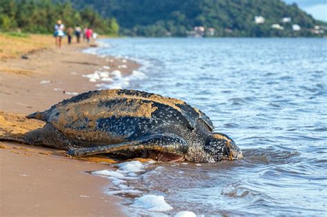 Ecuador finds nest of huge, endangered sea turtle