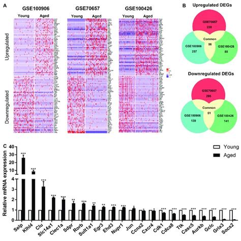 Identification Of Common Differentially Expressed Genes Degs In 3 Download Scientific