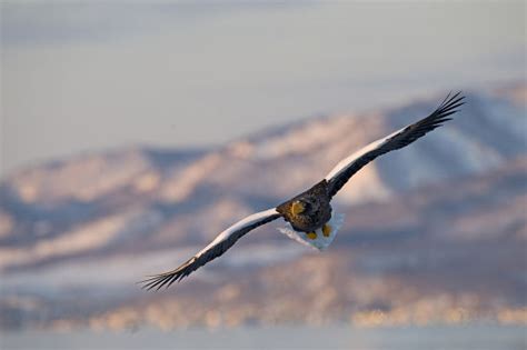 Stellers Seaeagle Haliaeetus Pelagicus Adult Flight Editorial Stock