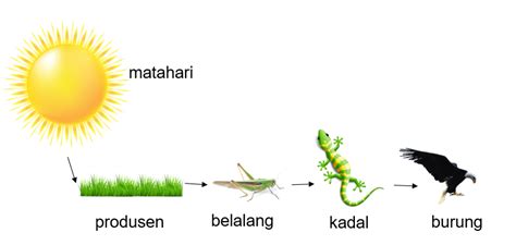 Data Bin Rantai Makanan And Transfer Energi