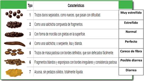 Tipos De Fezes Escala De Bristol Printable Templates Free