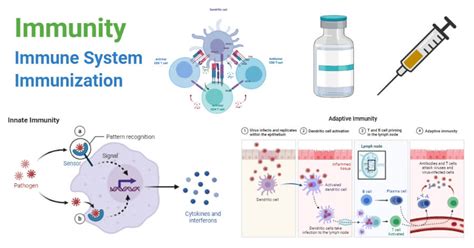 Active And Passive Humoral Immunity