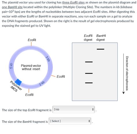 Solved The Plasmid Vector You Used For Cloning Has Three Chegg