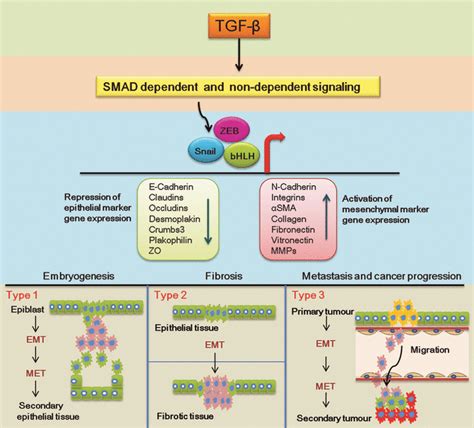 Av Integrins And Tgf‐β‐induced Emt A Circle Of Regulation Mamuya