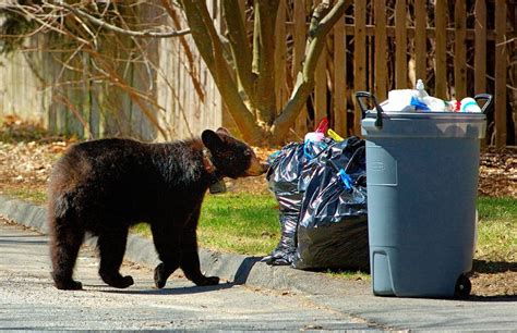 Black Bear Population Booms In Massachusetts