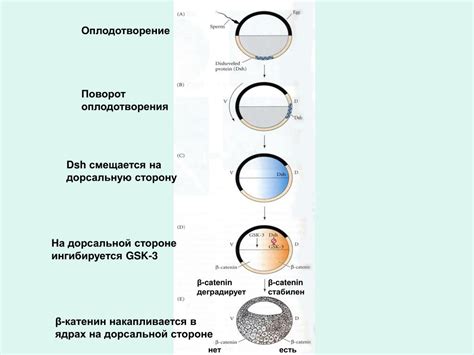 PPT - ЭМБРИОНАЛЬНАЯ ИНДУКЦИЯ PowerPoint Presentation - ID:6378727