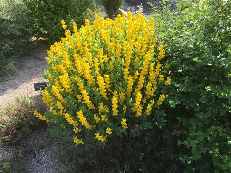 Screaming Yellow Wild Indigo Baptisia Sphaerocarpa Wild Indigo