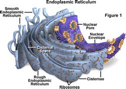 The Endoplasmic Reticulum - The Endomembrane System of Eukaryotic Cells