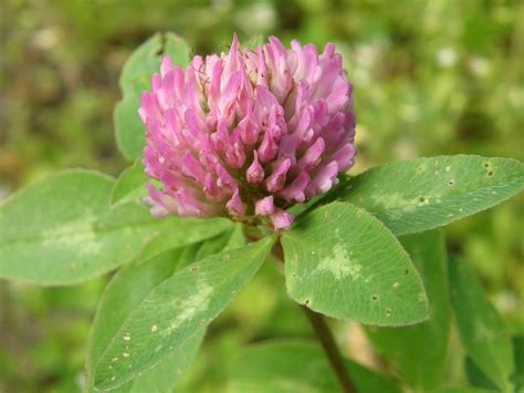 Клевер луговой (Trifolium pratense L.)