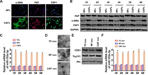 Cancer Associated Fibroblasts Secreted Mir A P Suppresses Apoptosis