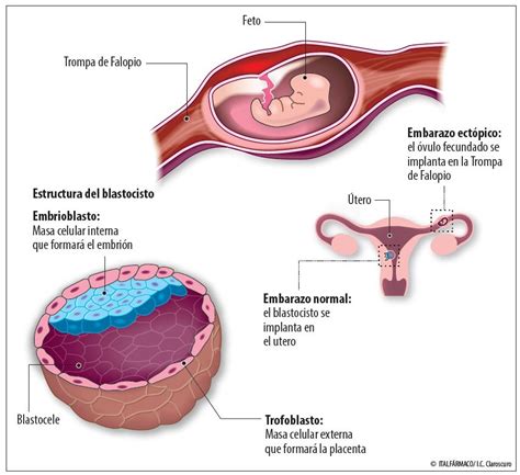 Implantaci N La Fase M S Delicada Y Misteriosa Del Embarazo