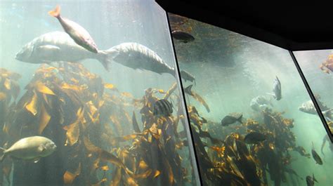 Cape Town Lens Kelp Forest Two Oceans Aquarium Cape Town