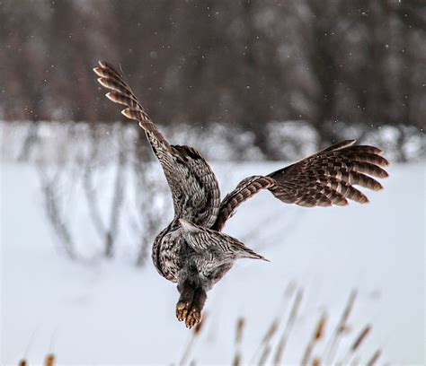 Chouette Lapone Great Gray Owl Yves Robichaud Flickr