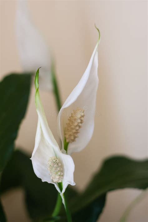 Peace lily indoor plant stock photo. Image of house, interior - 97123562