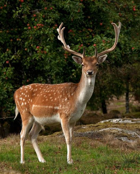 Big Fallow Deer Buck Stock Photo Image Of Field Silhouette 31234284