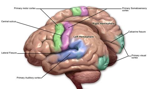 What Is The Difference Between Primary And Secondary Somatosensory