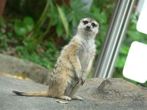 ミーアキャット アフリカ・オーストラリアゾーン 高知県立のいち動物公園 公式サイト 人も動物もいきいきと