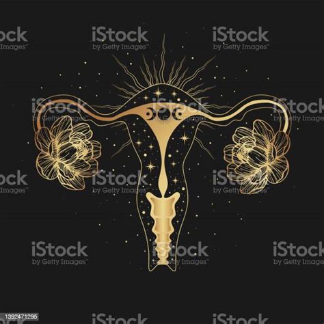 Beautiful Female Reproductive Organs With Crescent Uterus Womb Major