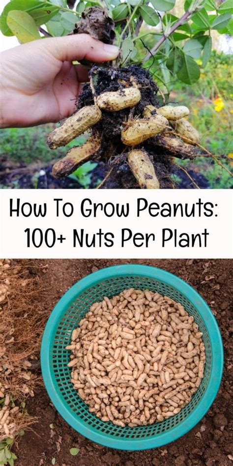 Growing Peanuts Artofit