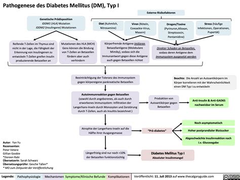 Pathogenese Des Diabetes Mellitus DM Typ I Calgary Guide