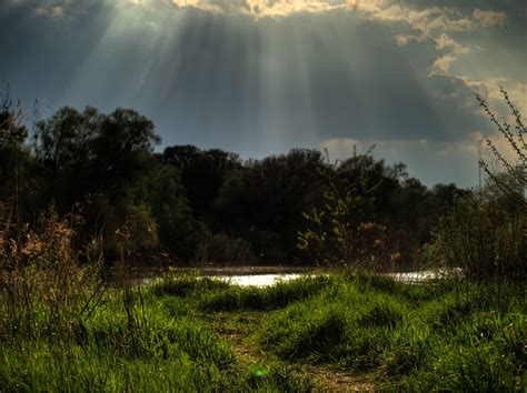 Green Grass Forest Hdr Nature Sun Rays Hd Wallpaper Wallpaper Flare