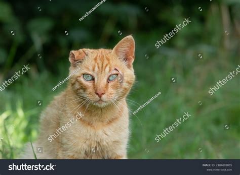 Young Stray Cat Broken Ear Wound Stock Photo 2186092855 | Shutterstock