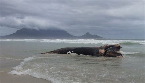 Dead Right Whale Found On South African Beach