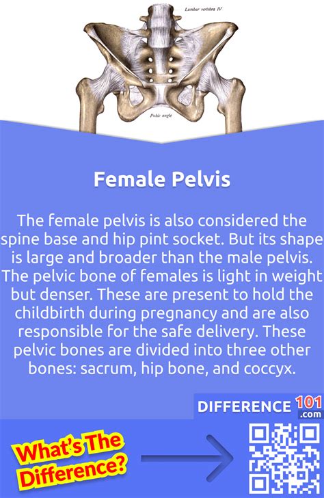 Male Vs Female Pelvis 6 Key Differences Pros And Cons Similarities