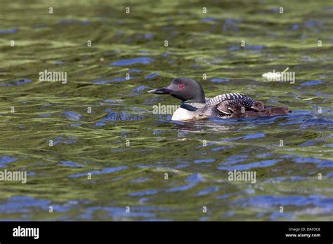 Common Loon With Chicks Stock Photo Alamy