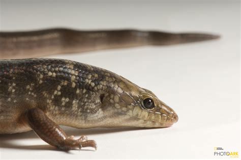 Photo Ark Home Solomon Islands Ground Skink National Geographic Society